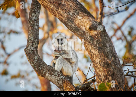 À TOUFFETER langur gris avec nouveau-né, Semnopithecus priam, Bandipur Tiger Reserve, Karnataka, Inde Banque D'Images