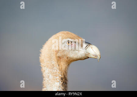 Vautour fauve (Gyps fulvus), portrait, Close up, en Catalan Pre-Pyrenees, Catalogne, Espagne Banque D'Images