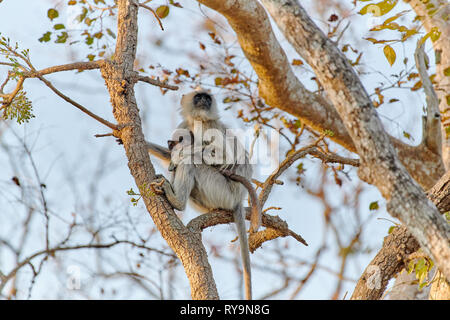 À TOUFFETER langur gris avec nouveau-né, Semnopithecus priam, Bandipur Tiger Reserve, Karnataka, Inde Banque D'Images