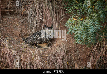 Eagle indien-owl (Bubo bengalensis), Hampi, Karnataka, Inde Banque D'Images