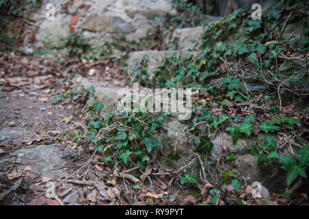 Escaliers abandonnés envahis par l'herbe à puce dans un village abandonné dans Slapnik région Goriska Brda, la Slovénie. Banque D'Images