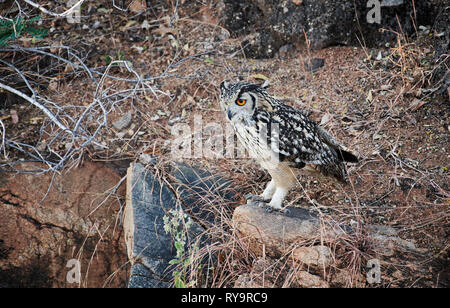 Eagle indien-owl (Bubo bengalensis), Hampi, Karnataka, Inde Banque D'Images