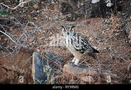 Eagle indien-owl (Bubo bengalensis), Hampi, Karnataka, Inde Banque D'Images