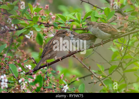 House Sparrow maman nourrir ses bébés dans cherry tree Banque D'Images