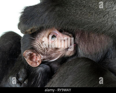 Les Célèbes crested macaque Macaca nigra également connu comme le macaque noir, Sulawesi crested macaque, ou le singe noir,avec bébé Banque D'Images