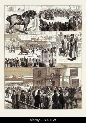 Le spectacle annuel de l'étalon de la Société agricole de Glasgow : 1. La Darnley (1er prix), 2. La comparaison des notes des juges de la décision finale, 3. Si l'on en juge : Les hommes de note, 4. Juger de la 'animaux', 5 ans. En dehors de l'émission Banque D'Images