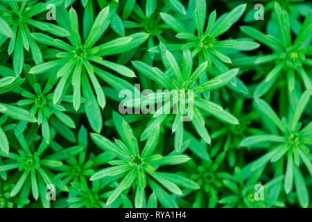 Mise en page créative faite de feuilles vertes. Mise à plat. Concept Nature Banque D'Images