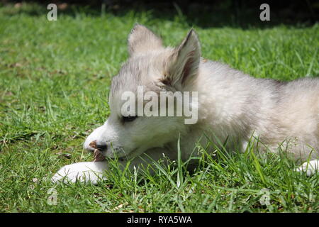 Chien Malamute d'Alaska Banque D'Images