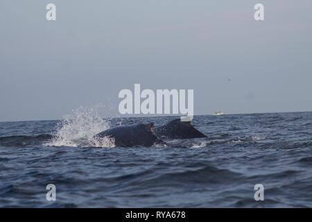 Humback Whales à Punta Mita, Mexique Banque D'Images