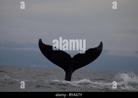 Queue d'un Humback Whale à Punta Mita, Mexique Banque D'Images