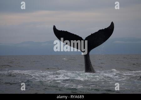 Queue d'une baleine à bosse à Punta Mita, Mexique Banque D'Images