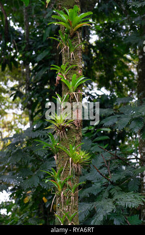 Les plantes épiphytes sur les arbres en forêt tropicale,Costa Rica, Amérique Centrale Banque D'Images
