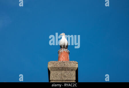 Seagull assis sur une cheminée Banque D'Images