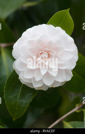 CAMELLIA JAPONICA TWILIGHT Banque D'Images