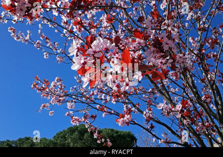 La floraison spectaculaire de Prunus cerasifera 'pissardii' dans la région de Sassari, Sardaigne, Italie Banque D'Images