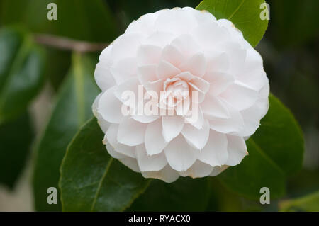 CAMELLIA JAPONICA TWILIGHT Banque D'Images