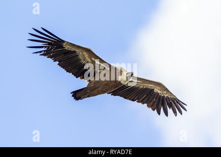 Ein Bartgeier fliegt am Himmel über der Verdonschlucht THEMENBILD in Frankreich Geier, 05.09.2018 Bildnachweis : Mario Hommes / HH-Photographie Banque D'Images