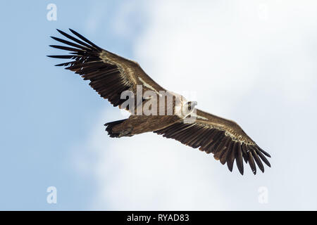 Ein Bartgeier fliegt am Himmel über der Verdonschlucht THEMENBILD in Frankreich Geier, 05.09.2018 Bildnachweis : Mario Hommes / HH-Photographie Banque D'Images