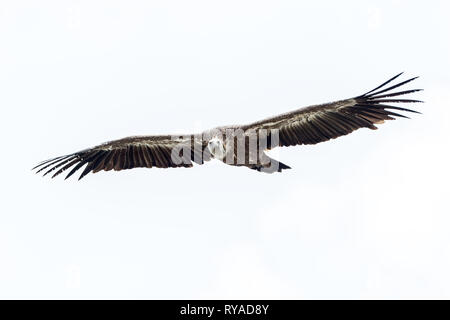 Ein Bartgeier fliegt am Himmel über der Verdonschlucht THEMENBILD in Frankreich Geier, 05.09.2018 Bildnachweis : Mario Hommes / HH-Photographie Banque D'Images