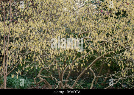 CORYLUS SPICATA Banque D'Images