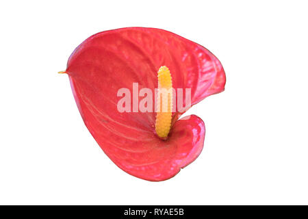 Anthurium ou flamingo de fleurs fleurs sur fond blanc Banque D'Images