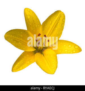 Lis jaune dans le jardin après la pluie. Lis jaune isolé sur fond blanc Banque D'Images