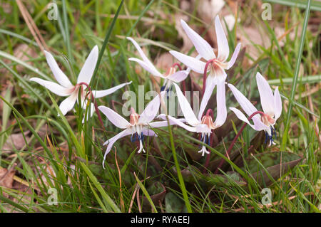 ERYTHRONIUM DENS-CANIS Banque D'Images