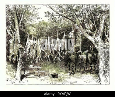 Un Buck-Hunting Excursion en Afrique du Sud : notre garde-manger et stable Banque D'Images