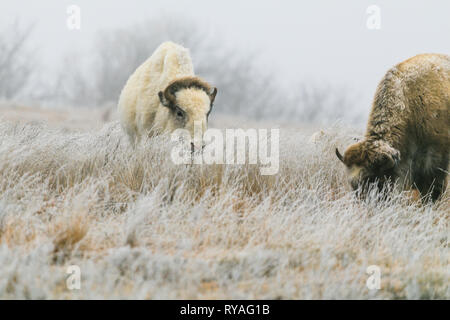 Un bison blanc rare avec son entendu dans le lac Scott State Park broute de l'herbe dans l'hiver de 2019 Banque D'Images
