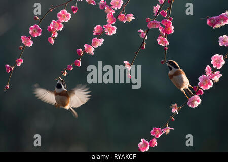 Beijing, Chine, province de Jiangsu. Mar 12, 2019. Deux oiseaux voler entre les branches d'un arbre en fleurs à Wuxi, Jiangsu Province de Chine orientale, le 12 mars 2019. Credit : Pan Zhengguang/Xinhua/Alamy Live News Banque D'Images