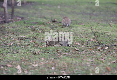 Berlin, Allemagne. Mar 12, 2019. Le lapin de l'herbe dans le fourrage de Berlin, Allemagne, le 12 mars 2019. Credit : Shan Yuqi/Xinhua/Alamy Live News Banque D'Images