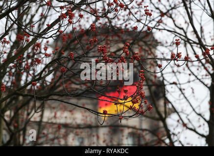 Berlin, Allemagne. Mar 12, 2019. Arbres de germination sont vus près du Palais du Reichstag à Berlin, capitale de l'Allemagne, le 12 mars 2019. Credit : Shan Yuqi/Xinhua/Alamy Live News Banque D'Images