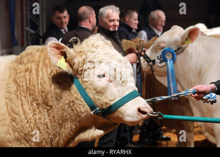 Karow, Allemagne. Mar 13, 2019. Avant la 19e vente aux enchères de bovins dans le Rinder-Vermarktungszentrum bull, les taureaux reproducteurs seront sélectionnés, au cours de laquelle le plus précieux animaux de chaque race d'un point de vue reproduction ainsi qu'un gagnant sera choisi. L'organisateur est l'Association d'élevage (RinderAllianz Woldegk), qui occupe environ 1300 éleveurs de bovins en Saxe-Anhalt, Mecklembourg-Poméranie-Occidentale et à l'ouest de Brandebourg. Crédit : Bernd Wüstneck/dpa/ZB/dpa/Alamy Live News Banque D'Images