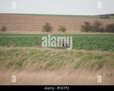 Harty, Kent, UK. 13 mars, 2019. Météo France : l'émeu appelé Eric a disparu d'une résidence à Leysdown sur l'île de Sheppey dans le Kent après panique et de sauter une clôture pendant une tempête hier, avec le Gareth propriétaire cherchant de l'aide sur les médias sociaux pour trouver l'oiseau. Aujourd'hui, Eric a été repéré dans les champs d'itinérance Harty, Kent. Les propriétaires sont au courant de la situation de l'oiseau et l'espoir de coordonner son retour plus tard aujourd'hui. Célèbre comédien Rod Hull qui a connu la gloire avec ses marionnettes l'UEM est né et a vécu sur l'île de Sheppey. Credit : James Bell/Alamy Live News Banque D'Images