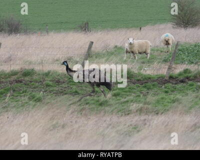 Harty, Kent, UK. 13 mars, 2019. Météo France : l'émeu appelé Eric a disparu d'une résidence à Leysdown sur l'île de Sheppey dans le Kent après panique et de sauter une clôture pendant une tempête hier, avec le Gareth propriétaire cherchant de l'aide sur les médias sociaux pour trouver l'oiseau. Aujourd'hui, Eric a été repéré dans les champs d'itinérance Harty, Kent. Les propriétaires sont au courant de la situation de l'oiseau et l'espoir de coordonner son retour plus tard aujourd'hui. Célèbre comédien Rod Hull qui a connu la gloire avec ses marionnettes l'UEM est né et a vécu sur l'île de Sheppey. Credit : James Bell/Alamy Live News Banque D'Images