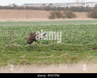 Harty, Kent, UK. 13 mars, 2019. Météo France : l'émeu appelé Eric a disparu d'une résidence à Leysdown sur l'île de Sheppey dans le Kent après panique et de sauter une clôture pendant une tempête hier, avec le Gareth propriétaire cherchant de l'aide sur les médias sociaux pour trouver l'oiseau. Aujourd'hui, Eric a été repéré dans les champs d'itinérance Harty, Kent. Les propriétaires sont au courant de la situation de l'oiseau et l'espoir de coordonner son retour plus tard aujourd'hui. Célèbre comédien Rod Hull qui a connu la gloire avec ses marionnettes l'UEM est né et a vécu sur l'île de Sheppey. Credit : James Bell/Alamy Live News Banque D'Images