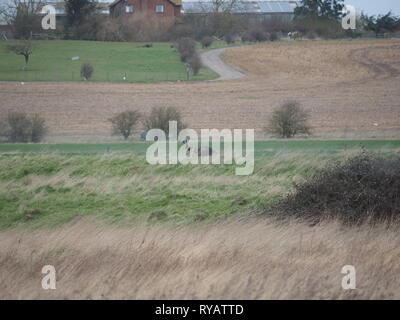 Harty, Kent, UK. 13 mars, 2019. Météo France : l'émeu appelé Eric a disparu d'une résidence à Leysdown sur l'île de Sheppey dans le Kent après panique et de sauter une clôture pendant une tempête hier, avec le Gareth propriétaire cherchant de l'aide sur les médias sociaux pour trouver l'oiseau. Aujourd'hui, Eric a été repéré dans les champs d'itinérance Harty, Kent. Les propriétaires sont au courant de l'emplacement et l'espoir d'Eric pour coordonner son retour plus tard aujourd'hui. Célèbre comédien Rod Hull qui a connu la gloire avec ses marionnettes l'UEM est né et a vécu sur l'île de Sheppey. Credit : James Bell/Alamy Live News Banque D'Images