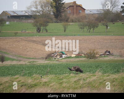 Harty, Kent, UK. 13 mars, 2019. Météo France : l'émeu appelé Eric a disparu d'une résidence à Leysdown sur l'île de Sheppey dans le Kent après panique et de sauter une clôture pendant une tempête hier, avec le Gareth propriétaire cherchant de l'aide sur les médias sociaux pour trouver l'oiseau. Aujourd'hui, Eric a été repéré dans les champs d'itinérance Harty, Kent. Les propriétaires sont au courant de l'emplacement et l'espoir d'Eric pour coordonner son retour plus tard aujourd'hui. Célèbre comédien Rod Hull qui a connu la gloire avec ses marionnettes l'UEM est né et a vécu sur l'île de Sheppey. Credit : James Bell/Alamy Live News Banque D'Images