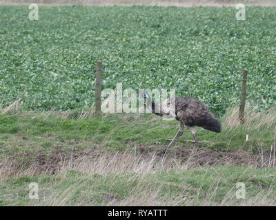 Harty, Kent, UK. 13 mars, 2019. Météo France : l'émeu appelé Eric a disparu d'une résidence à Leysdown sur l'île de Sheppey dans le Kent après panique et de sauter une clôture pendant une tempête hier, avec le Gareth propriétaire cherchant de l'aide sur les médias sociaux pour trouver l'oiseau. Aujourd'hui, Eric a été repéré dans les champs d'itinérance Harty, Kent. Les propriétaires sont au courant de l'emplacement et l'espoir d'Eric pour coordonner son retour plus tard aujourd'hui. Célèbre comédien Rod Hull qui a connu la gloire avec ses marionnettes l'UEM est né et a vécu sur l'île de Sheppey. Credit : James Bell/Alamy Live News Banque D'Images