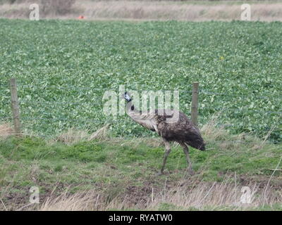 Harty, Kent, UK. 13 mars, 2019. Météo France : l'émeu appelé Eric a disparu d'une résidence à Leysdown sur l'île de Sheppey dans le Kent après panique et de sauter une clôture pendant une tempête hier, avec le Gareth propriétaire cherchant de l'aide sur les médias sociaux pour trouver l'oiseau. Aujourd'hui, Eric a été repéré dans les champs d'itinérance Harty, Kent. Les propriétaires sont au courant de l'emplacement et l'espoir d'Eric pour coordonner son retour plus tard aujourd'hui. Célèbre comédien Rod Hull qui a connu la gloire avec ses marionnettes l'UEM est né et a vécu sur l'île de Sheppey. Credit : James Bell/Alamy Live News Banque D'Images