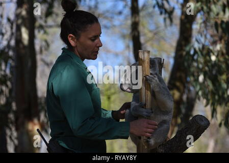 Madrid, Madrid, Espagne. Mar 13, 2019. Les 3 ans de "Koala" Ramboora est vu avec son gardien à l'extérieur enclos au zoo de Madrid, où les températures ont atteint jusqu'à 20 ÂºC pendant l'après-midi.Espagne AEMET Agence météorologique du dit enregistrer les températures sont attendus pour le mois de mars dans certaines provinces du pays. Selon AEMET, février 2019 a été l'un des mois les plus chauds des annales pour l'Espagne. Crédit : John Milner SOPA/Images/ZUMA/Alamy Fil Live News Banque D'Images