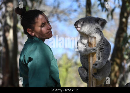 Madrid, Madrid, Espagne. Mar 13, 2019. Les 3 ans de "Koala" Ramboora est vu avec son gardien à l'extérieur enclos au zoo de Madrid, où les températures ont atteint jusqu'à 20 ÂºC pendant l'après-midi.Espagne AEMET Agence météorologique du dit enregistrer les températures sont attendus pour le mois de mars dans certaines provinces du pays. Selon AEMET, février 2019 a été l'un des mois les plus chauds des annales pour l'Espagne. Crédit : John Milner SOPA/Images/ZUMA/Alamy Fil Live News Banque D'Images