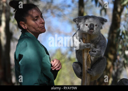 Madrid, Madrid, Espagne. Mar 13, 2019. Les 3 ans de "Koala" Ramboora est vu avec son gardien à l'extérieur enclos au zoo de Madrid, où les températures ont atteint jusqu'à 20 ÂºC pendant l'après-midi.Espagne AEMET Agence météorologique du dit enregistrer les températures sont attendus pour le mois de mars dans certaines provinces du pays. Selon AEMET, février 2019 a été l'un des mois les plus chauds des annales pour l'Espagne. Crédit : John Milner SOPA/Images/ZUMA/Alamy Fil Live News Banque D'Images