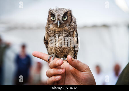 Petit brown owl assis sur une main humaine Banque D'Images