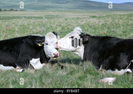 Friendly vaches près de Malham Tarn dans le Parc National des Yorkshire Dales. Banque D'Images