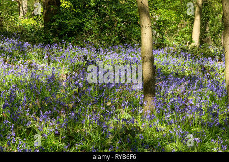 Tapis de printemps Bluebells croissant à Middleton Wood, Roundhay Park, Leeds, West Yorkshire, Angleterre, ROYAUME-UNI. Banque D'Images