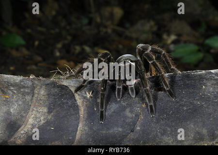 Araignée Tarentule géante (genre Pamphobeteus) ou Chicken Tarantula, reposant sur la succursale de nuit, Parc national de Manu, Pérou, octobre Banque D'Images