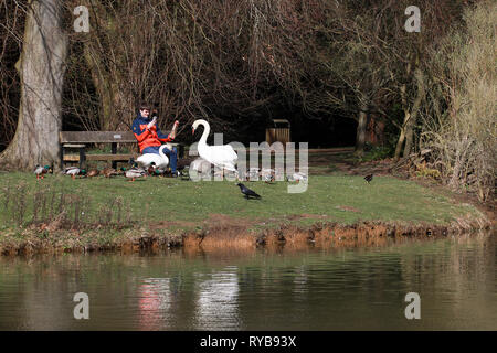 Homme assis sur un banc de nourrir les canards et les cygnes par un étang au soleil dans les parcs de l'Université d'Oxford en hiver / printemps Banque D'Images