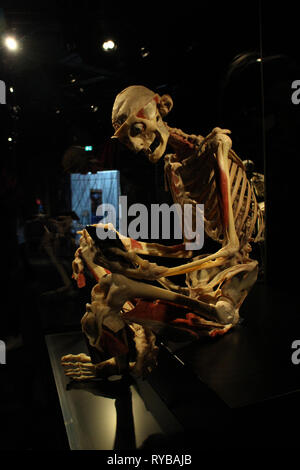 Les images du corps à l'plastinates mondes Menschen Museum Berlin. Vieille personne Banque D'Images