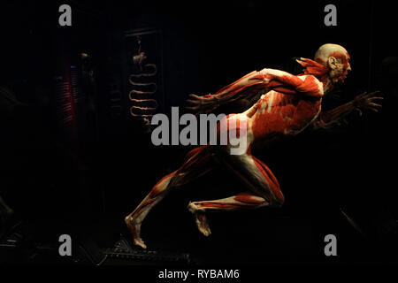 Les images du corps à l'plastinates mondes Menschen Museum Berlin. Les droits de l'athlète Banque D'Images